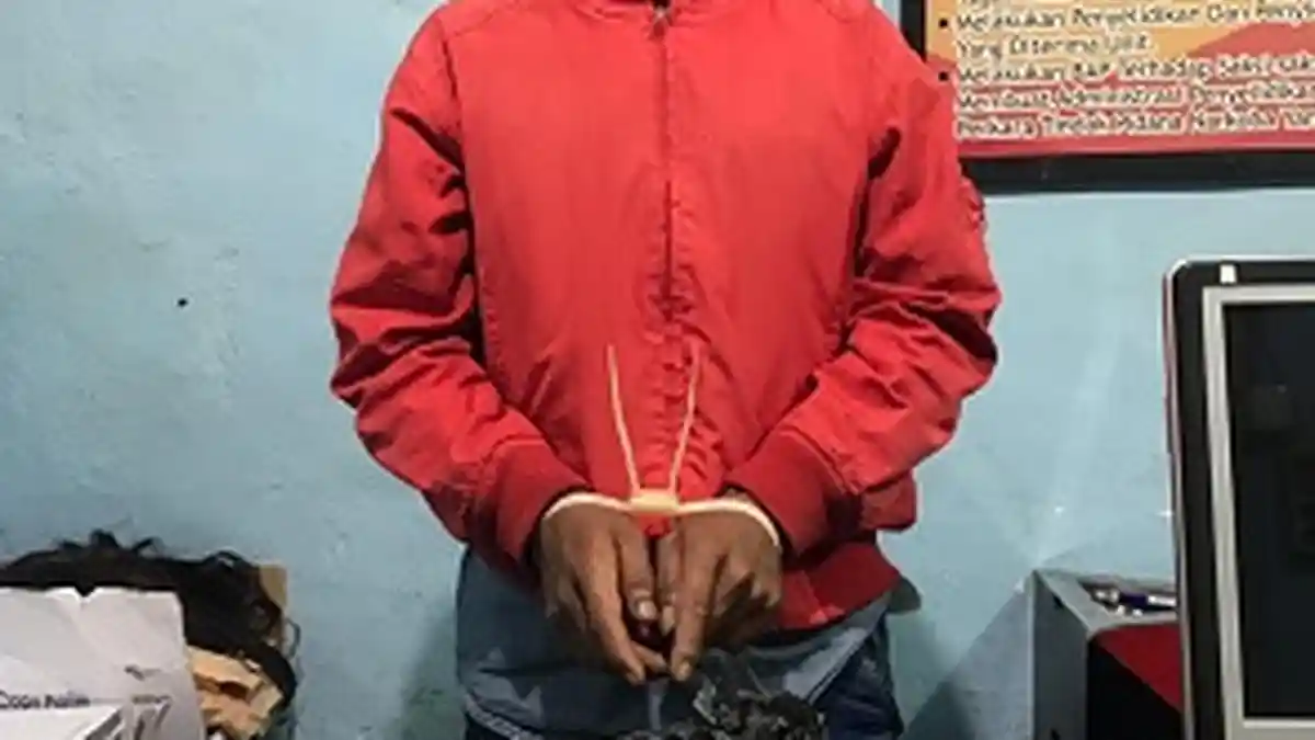 Satnarkoba Polres Bukittinggi Ciduk Konok yang Simpan Ganja di bawah Tempat Tidur