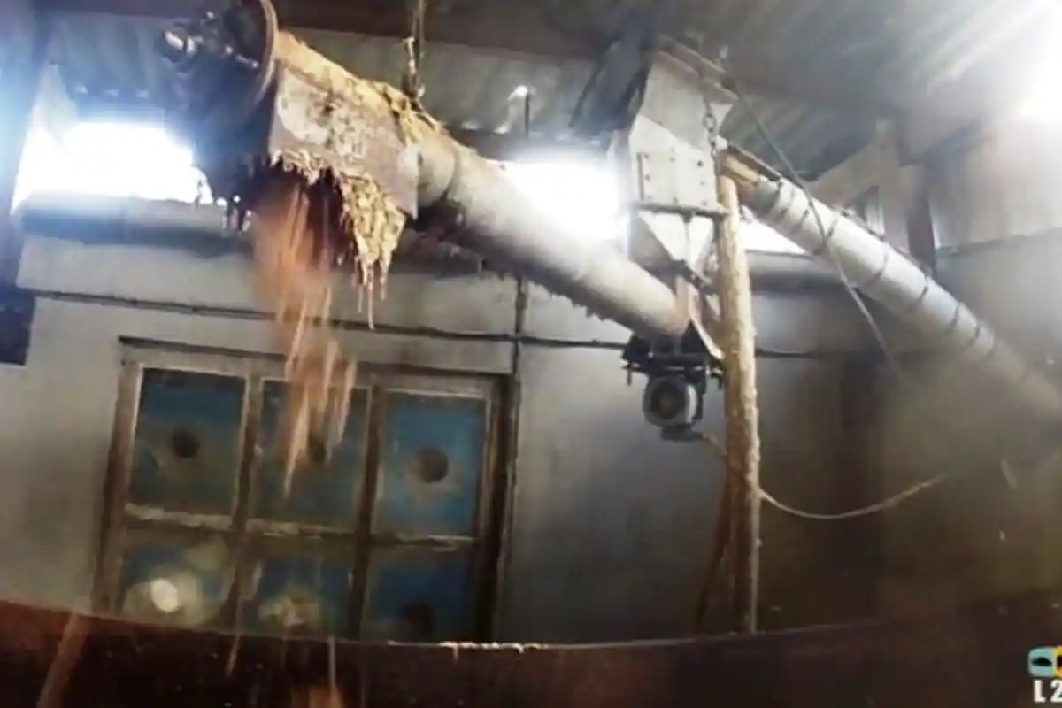 Sungguh Keji! Seperti Ini Cara Peternak Musnahkan Anak Ayam yang Tak Laku Dijual