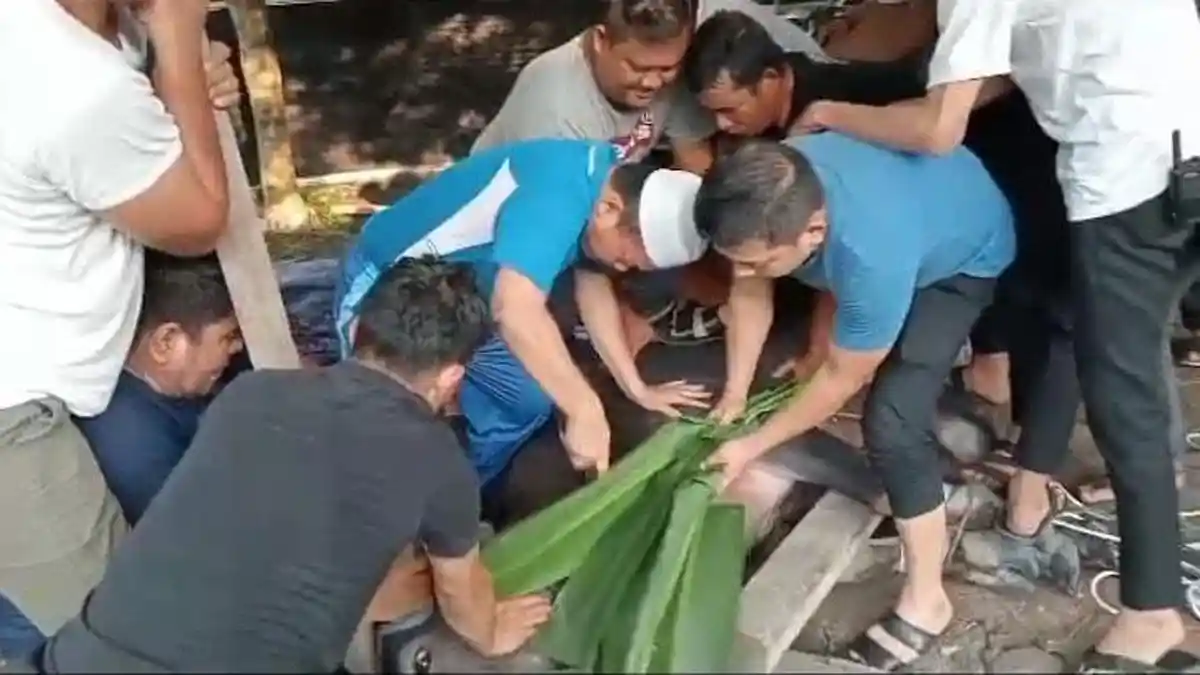 Gubernur Jambi Salurkan 82 Ekor Sapi Kurban untuk Idul Adha 1444 H