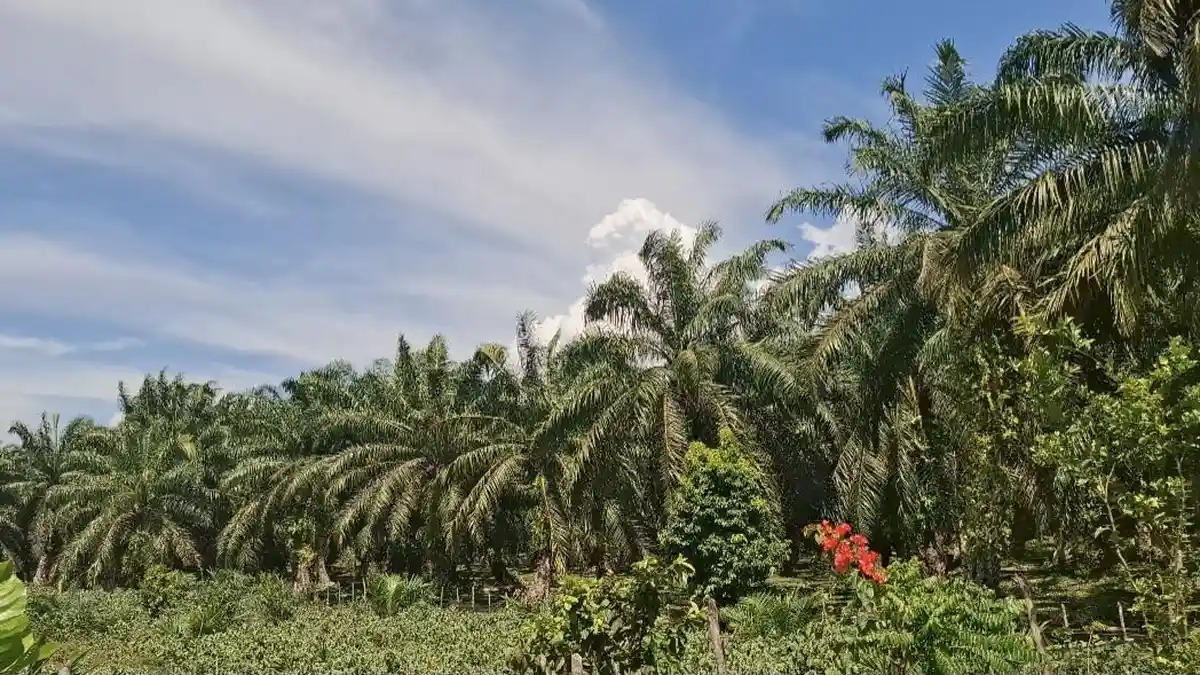 Harga TBS Sawit di Bengkulu Utara 26 Maret 2025, Tertinggi Rp 3.070 per Kilogram