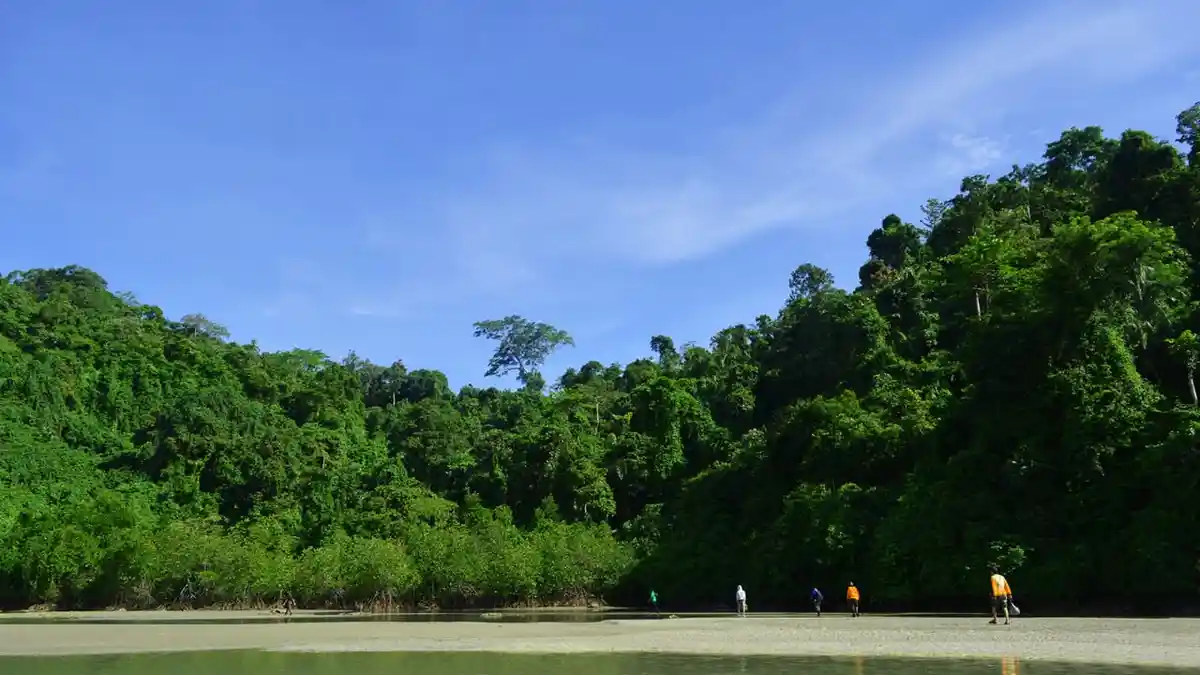 BKSDA Jateng Temukan Mangrove Langka di Segara Anakan Cilacap