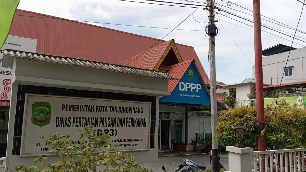 Tanjungpinang Zona Merah PMK, Pengawasan Sapi Diperketat Cegah Penyakit Mulut dan Kuku