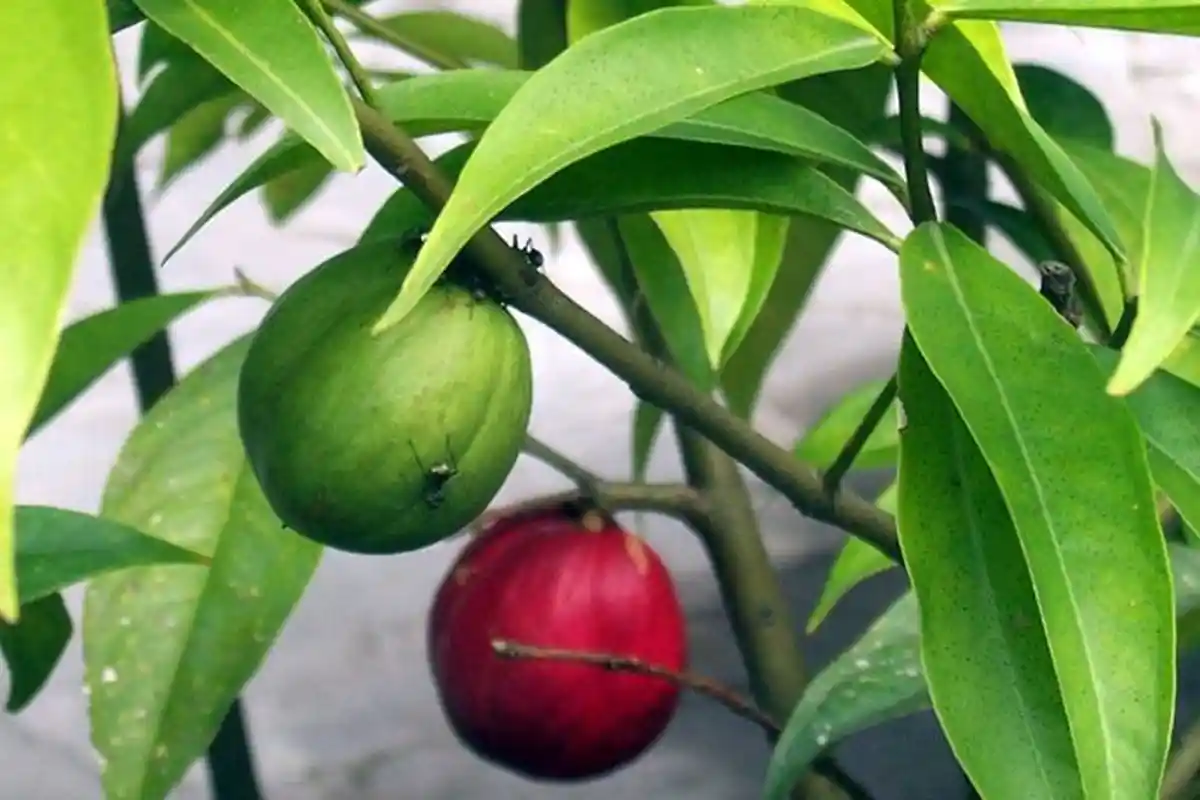 Atasi Diabetes dengan 6 Tanaman berikut