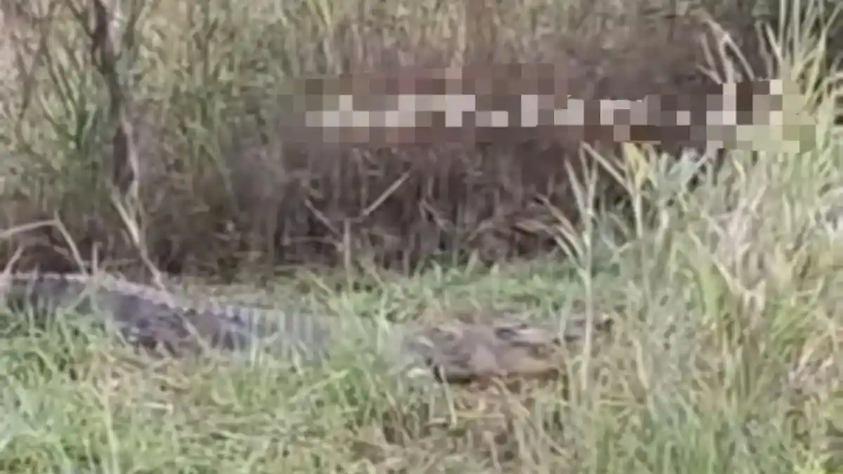 Video Buaya di Lome Bintan Viral di Medsos, Masyarakat Jadi Takut Pergi Memancing