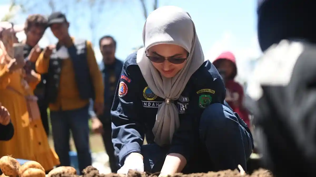 Petani di Lombong Luwu Utara Jual Kentang ke IKN