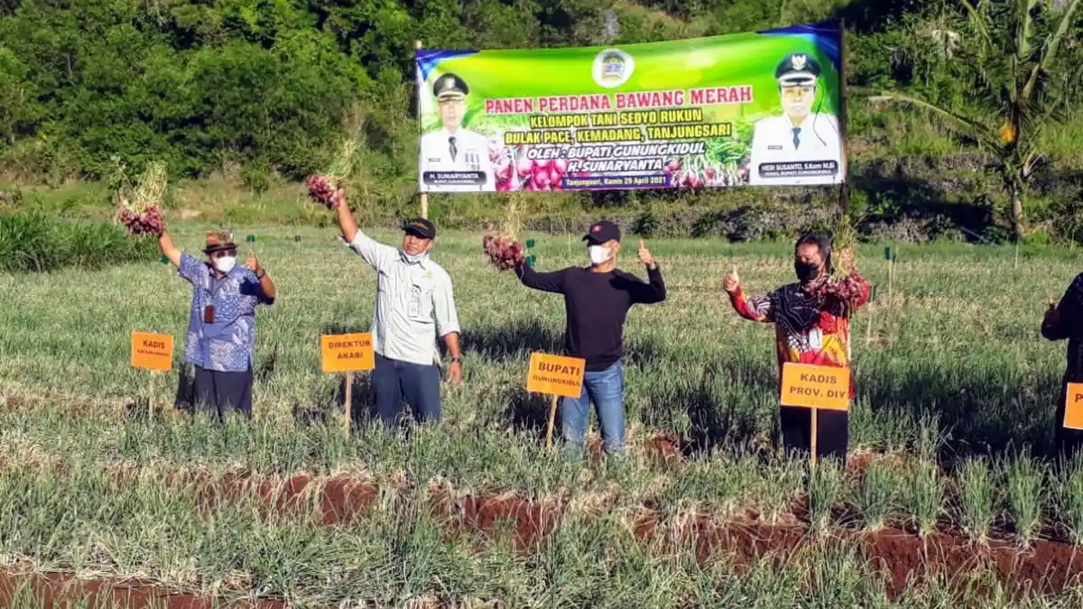 DPP Gunungkidul Sebut Budidaya Holtikultura Berkembang hingga Kawasan Pantai