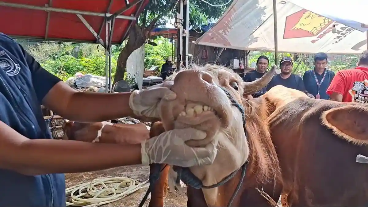Kurban Sah Bukan Cuma Soal Tradisi, Ini Penjelasan MUI Tangsel