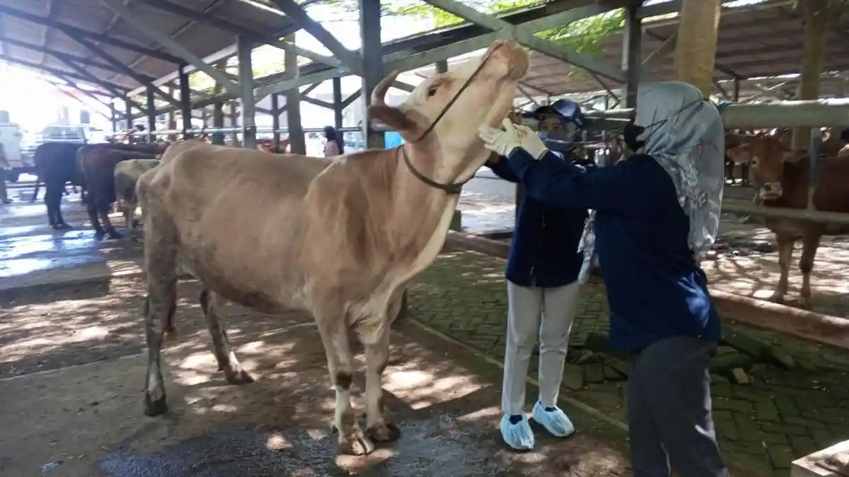 Pasar Hewan Tulungagung Tidak Terpengaruh Isu PMK, Harga Sapi dan Kambing Masih Stabil