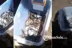 Penemuan 41 Ekor Ular Kobra di Gedung SMP Bikin Merinding, Petugas Evakuasi Ular Selama 2 Jam