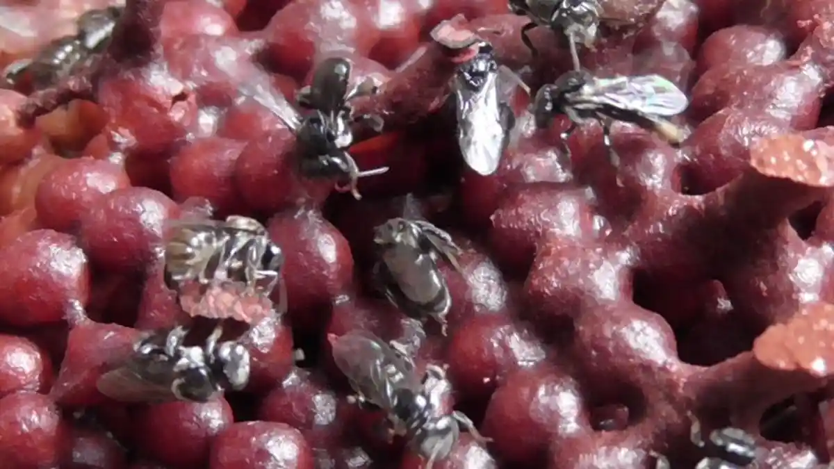 Peneliti IPB Ungkap Peranan Lebah Trigona Laeviceps Dalam Produksi Biji ...