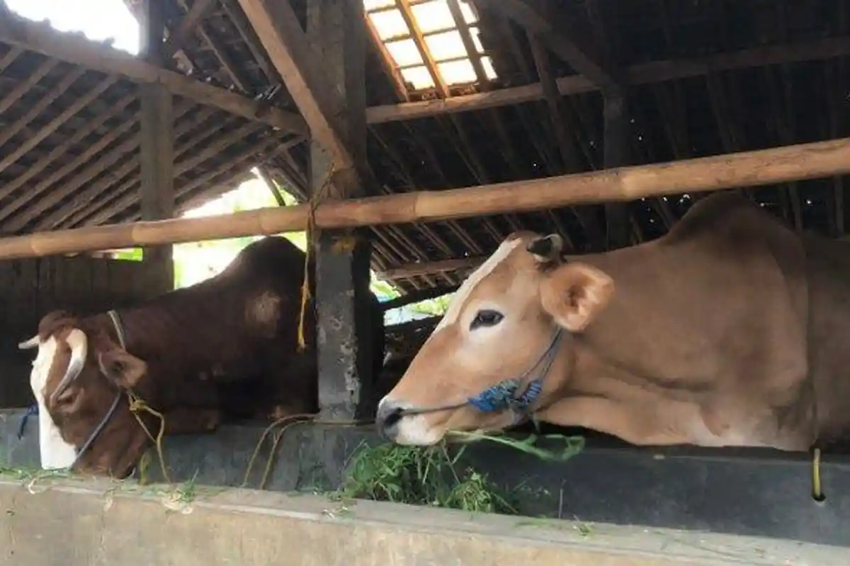 Warga Gunungkidul Yogya Tewas Diseruduk Sapi 1 Ton