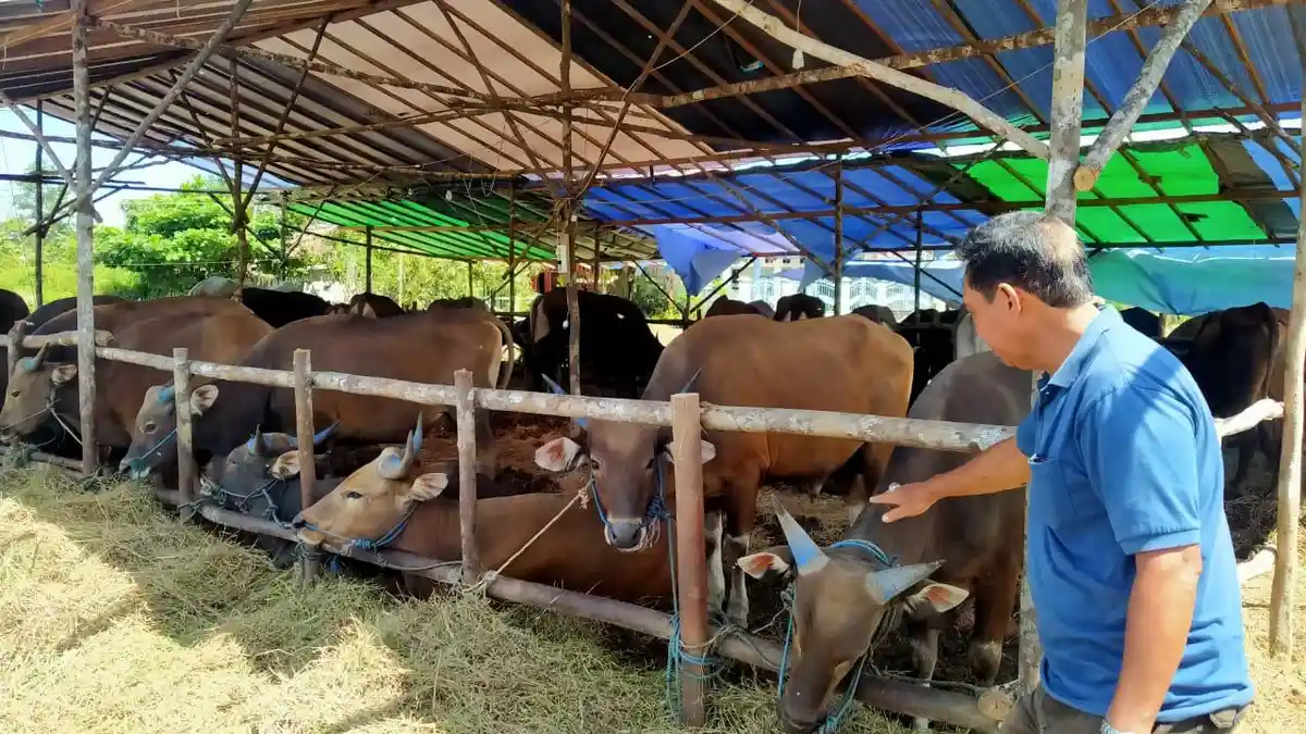 Bolehkah Menawar Harga Hewan Kurban untuk Hari Raya Idul Adha 2023? Penjelasan Ustaz Abdul Somad