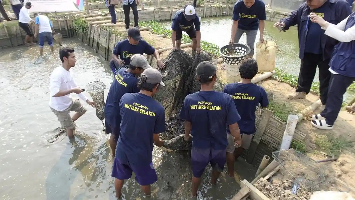 PLN Dorong Kemandirian Ekonomi Masyarakat Lewat Budidaya Ikan Lele