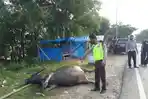 kerbau-tewas-setelah-ditabrak-mobil-dinas-pejabat.jpg