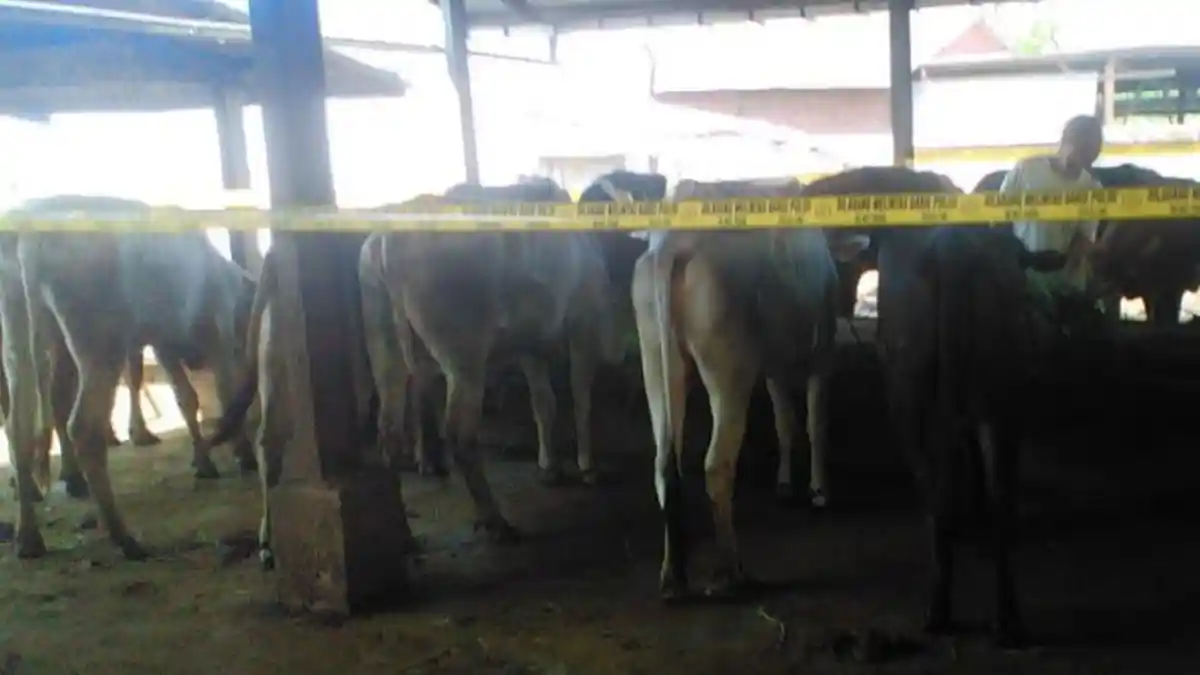 Bakal Ada Tersangka Baru di Kasus Pengiriman 42 Sapi Betina di Surabaya