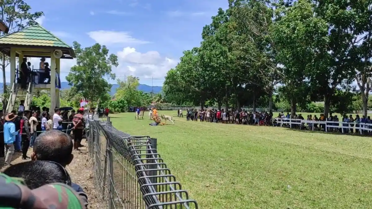 Kronologi Detik-detik Peserta Lomba Karapan Sapi Jatuh Tersungkur, Penonton Lari Jauhi Arena