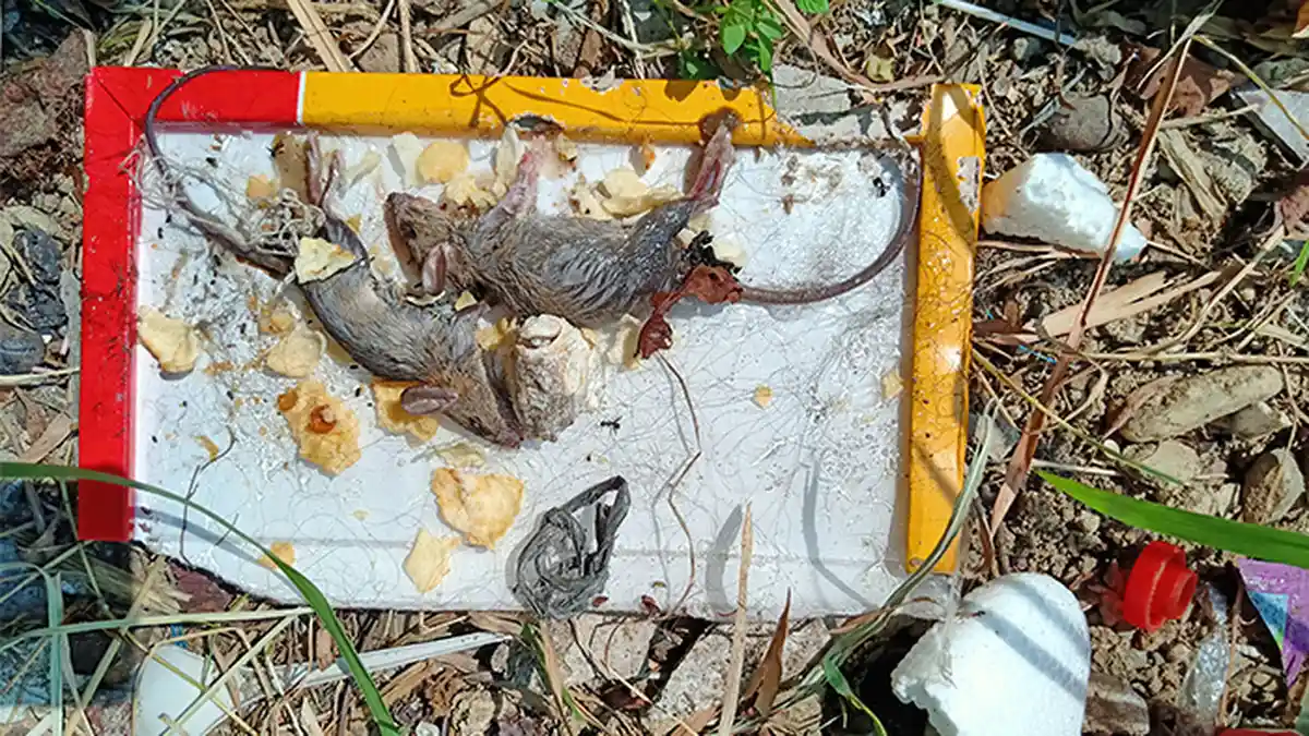 6 Fakta Hantavirus yang Disebarkan Tikus: Kenali Gejala, Cara Penularan hingga Pengobatannya