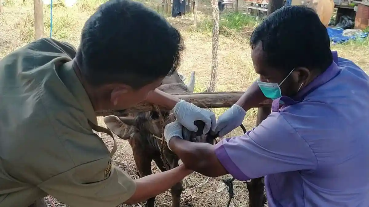 Ketua DPRD Berau Madri Panti Minta Distanak Pantau Hewan Kurban Idula Adha