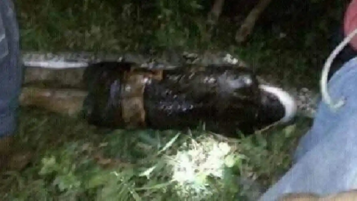 Terjadi di Mamuju, Tubuh Petani Sawit Ditemukan Dalam Perut Ular Piton
