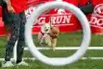 Lomba Lari Anjing