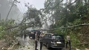 pohon-timpa-mobil-di-Kolaka.jpg