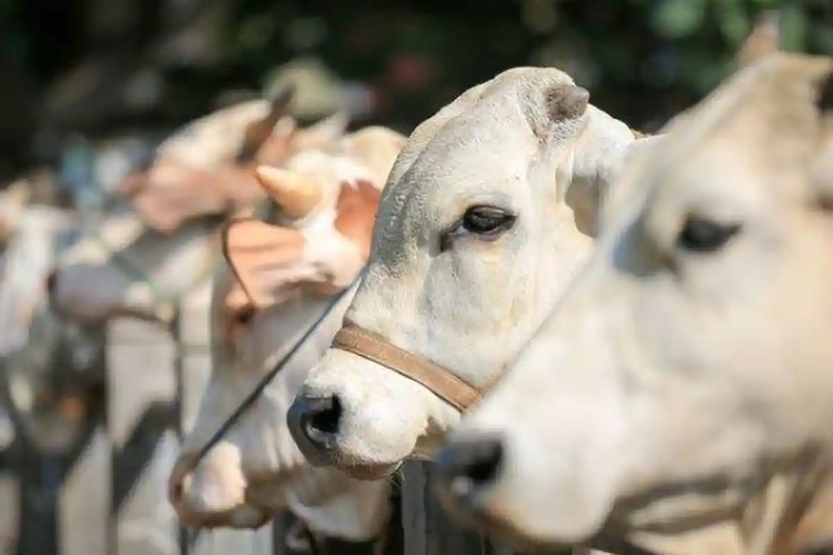 Jelang Idul Adha, Harga Sapi di Sorong dan Raja Ampat Naik Rp 3-5 Juta, Capai Rp 18 Jutaan per-Ekor