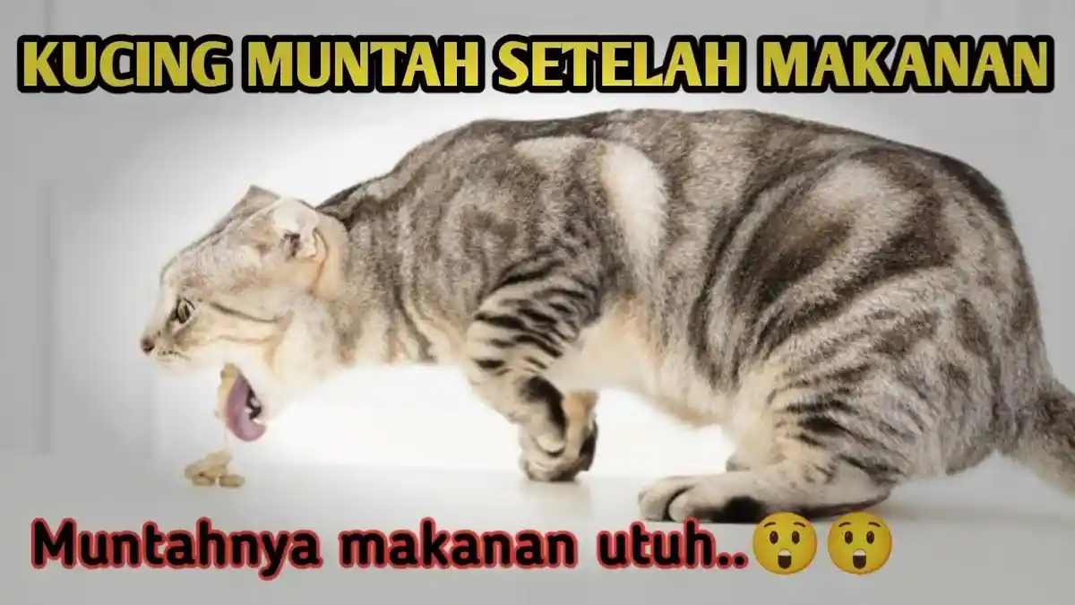 5 Cara Mengatasi Kucing Muntah Usai Makan dan Minun, Mungkin Makan Banyak, Hairball, Auto Sembuh