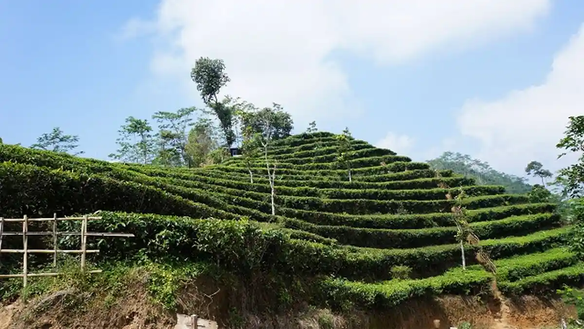 Menelusuri Perkebunan Teh Nglinggo Kulon Progo Yogyakarta