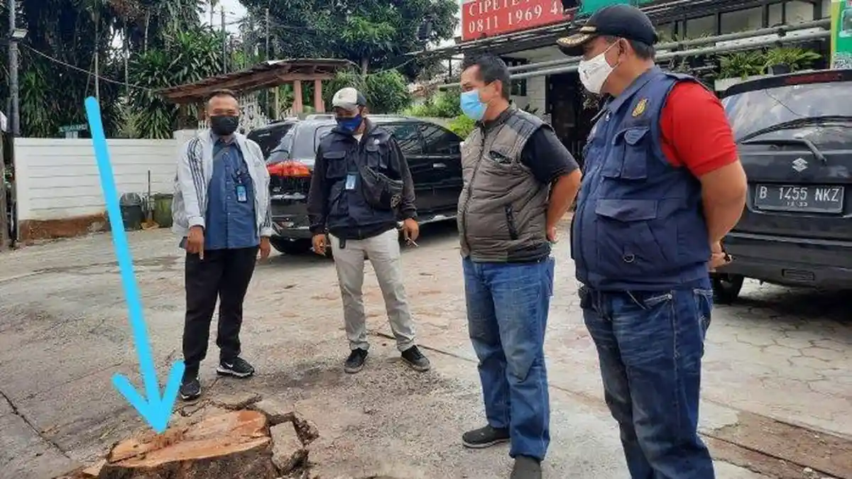 Begal Pohon Glodokan Tiang di Jalan Cipete Raya, Pohon Dibabat Habis, Hanya Tersisa Akarnya 