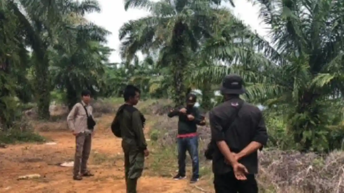 Harimau Muncul di Perkebunan Warga Bengkulu Utara, BKSDA Imbau Jangan Lepas Liarkan Hewan Ternak