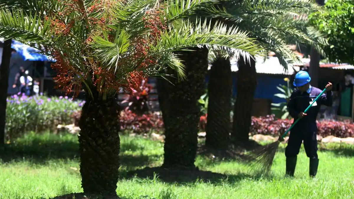 Anggota DPRD DKI Usul Trotoar di Jakarta Ditanami Pohon Kurma