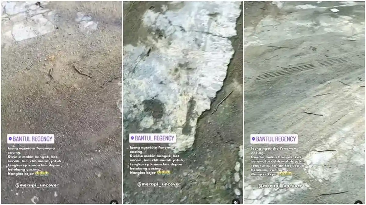 VIRAL Video Fenomena Cacing Muncul ke Permukaan Jalan di Bantul, Ini Penjelasan Ilmiahnya