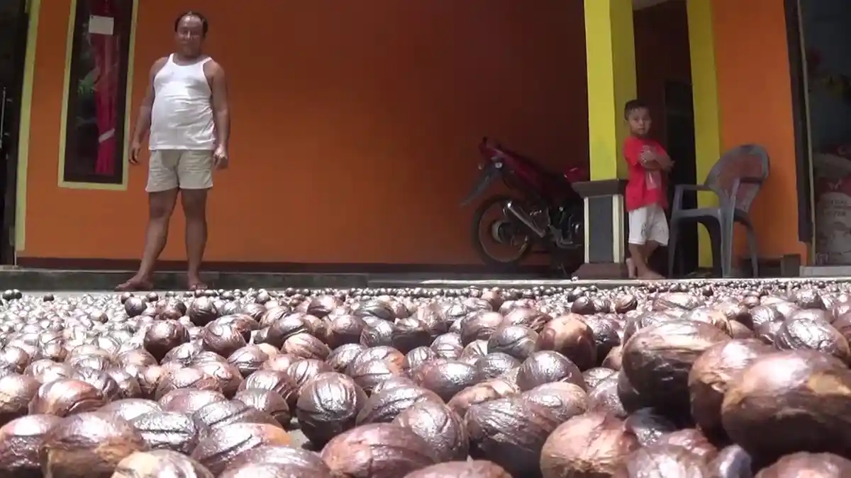 Harga Pala Turun di Pasar Manado Sulawesi Utara, Rp 53 ribu per Kilogram