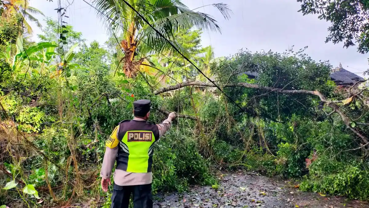 Pohon Tumbang Timpa Pelinggih Tunon di Desa Kuwum Marga Tabanan