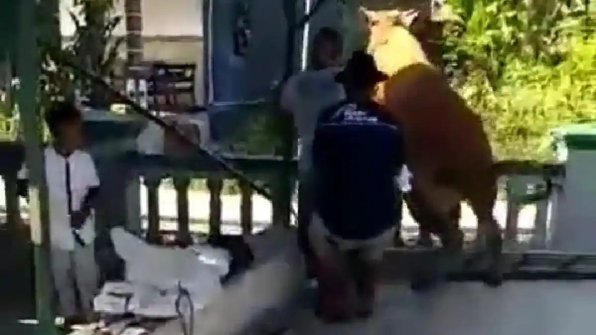 Viral Video Dua Sapi di Klaten Lepas saat akan Disembelih, Suara 