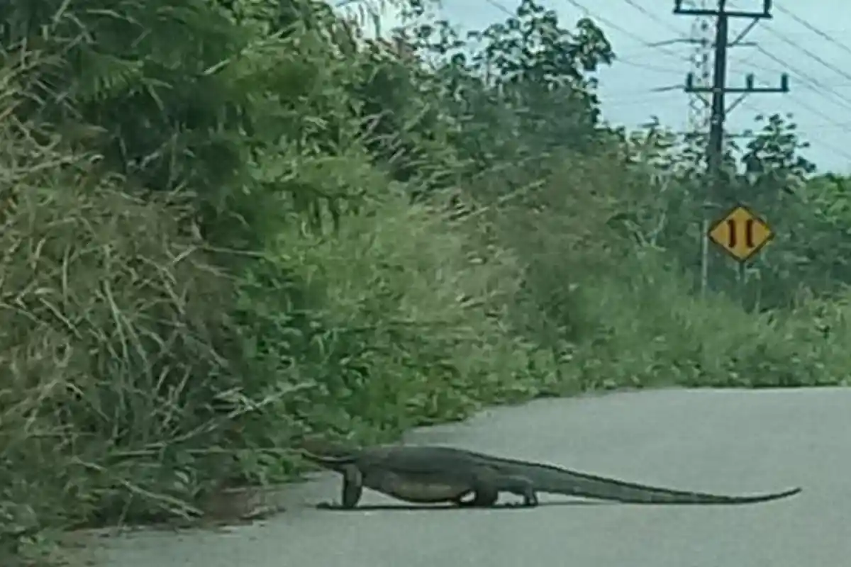 Bayi Ditemukan Dimakan Biawak, Dibuang Ibunya yang Baru Lulus SMK, Berhubungan Intim Banyak Pria