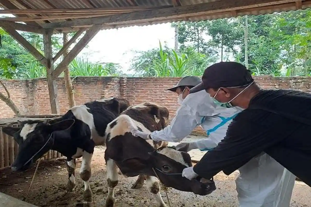Ada 726 Kasus Hewan Ternak Terjangkit, Lampung Kini Mendekati Zona Merah Penyebaran PMK