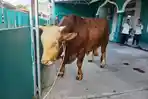 Sapi-simental-dengan.jpg