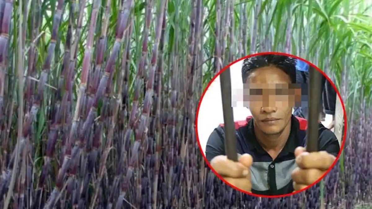 Suara ABG Merintih Lemah Tembus Tembok Rumah, Ada Obat Kuat saat Ayah Datang Mendekat