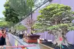 555 Bonsai dari Berbagai Daerah di Indonesia Dipamerkan di Kudus