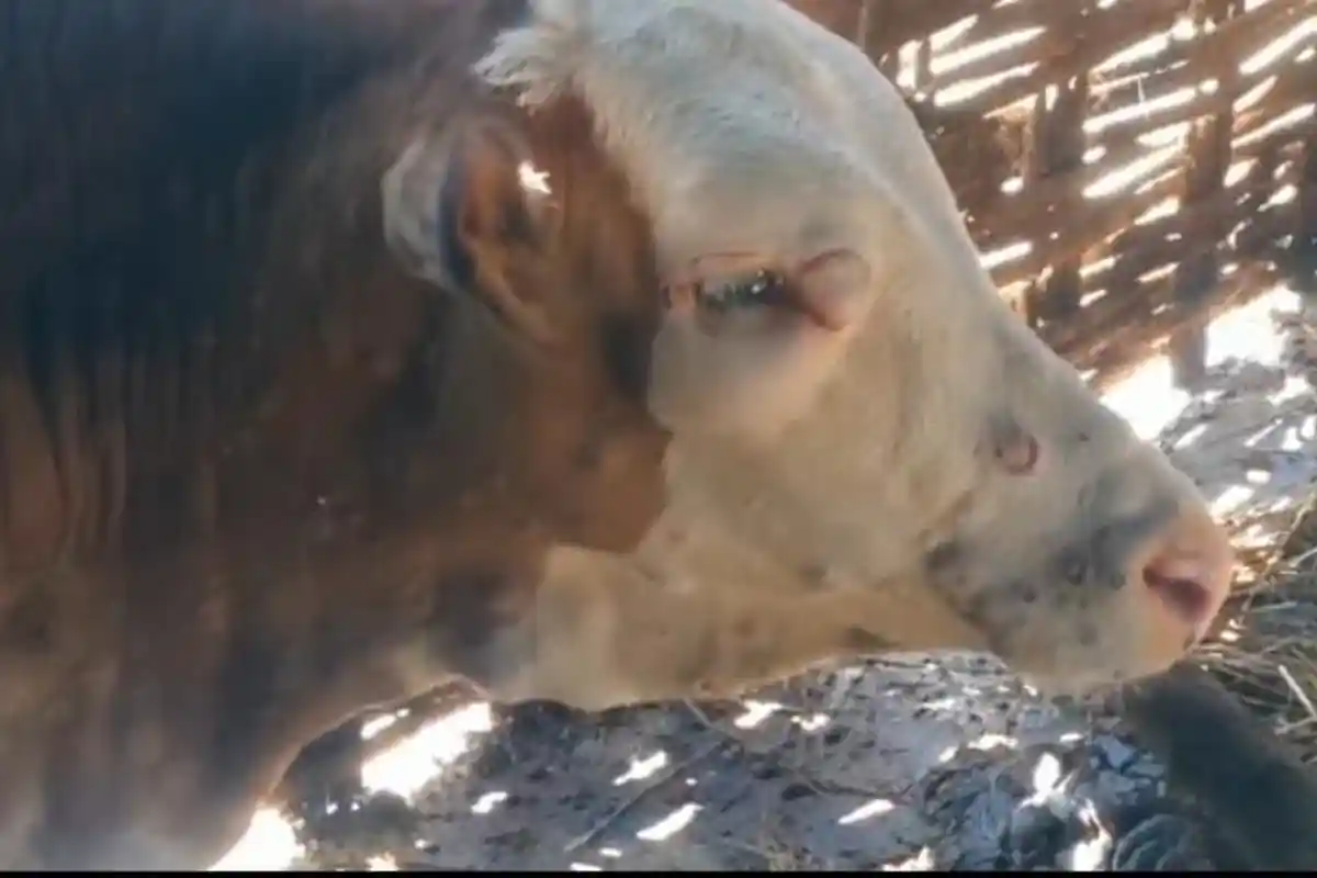 Peternak Sapi di Lamongan Resah, Ratusan Ekor Sapi Diserang Penyakit Misterius, Gejala Berujung Maut