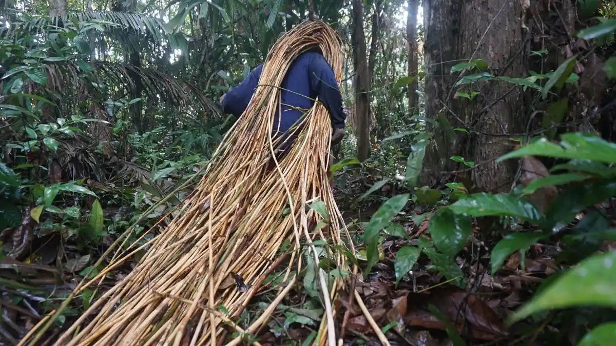 Begini Cara Jual Beli Batang Rotan, Ada Kesepakatan Harga Pembeli Lebih Awal