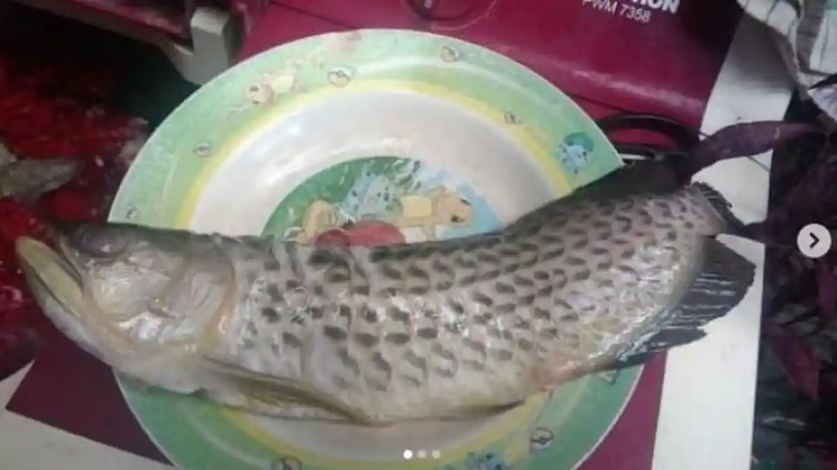 VIRAL Ikan Arwana Rp 2 Juta Digoreng Begitu Saja, Pemilik Mengaku Hanya Pasrah
