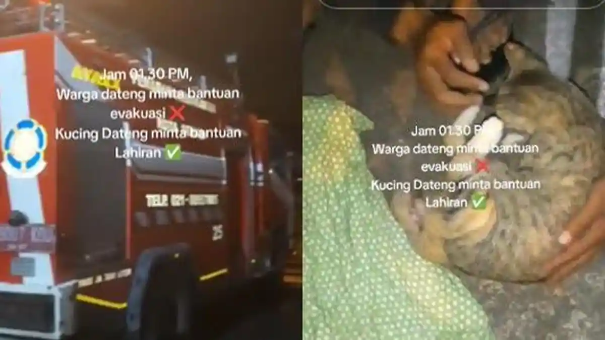 MOMEN Seekor Kucing Hamil Besar Datangi Kantor Damkar Minta Dibantu Lahiran Saat Tengah Malam