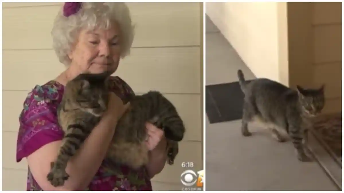 Kucing Terus Mengeong dan Ingin Keluar Rumah, Ternyata Ia Menuntun Pemiliknya ke Tempat Tak Terduga