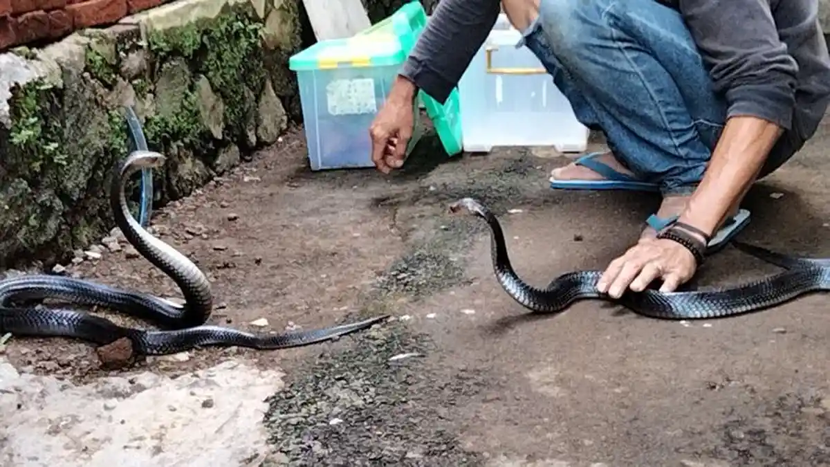 Pawang Ular di Kuningan Nyaris Buta, Akibat Serangan Ular Kobra Jawa