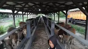 Hendak-Dikirim-ke-Lampung-25-Sapi-Tertahan-di-Gilimanuk-Bali-Karena-Dokumen-Palsu.jpg