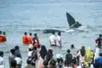 Sembilan Ekor Paus Terdampar di Pantai Aceh