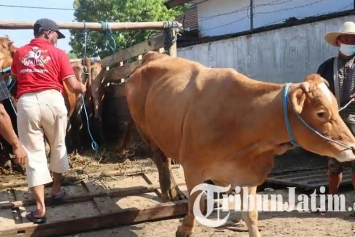 Aktivitas Pasar Hewan di Sampang Terancam Dilockdown Jika Wabah PMK pada Ternak Meluas
