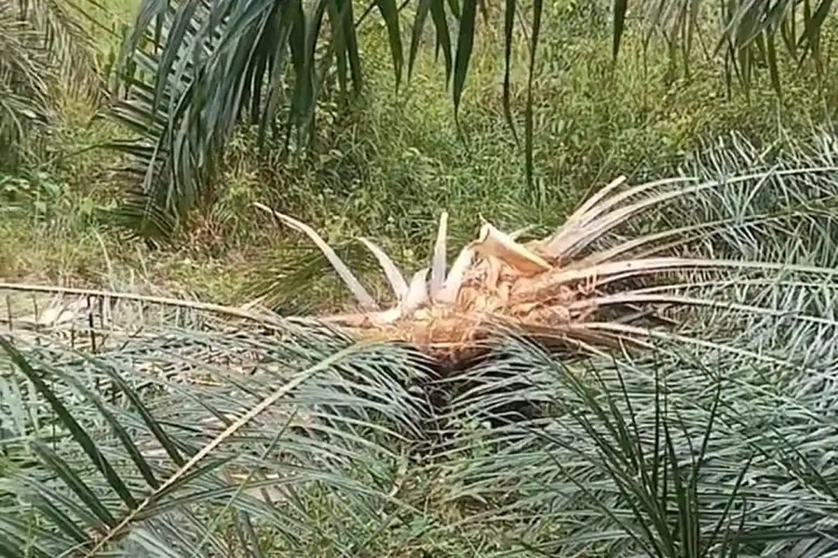Makin Meresahkan, Kawanan Gajah Liar Kembali Rusak Kebun Kelapa Sawit Warga di Aceh Barat